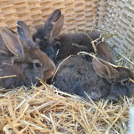 Apartamento Bauernhof Juri