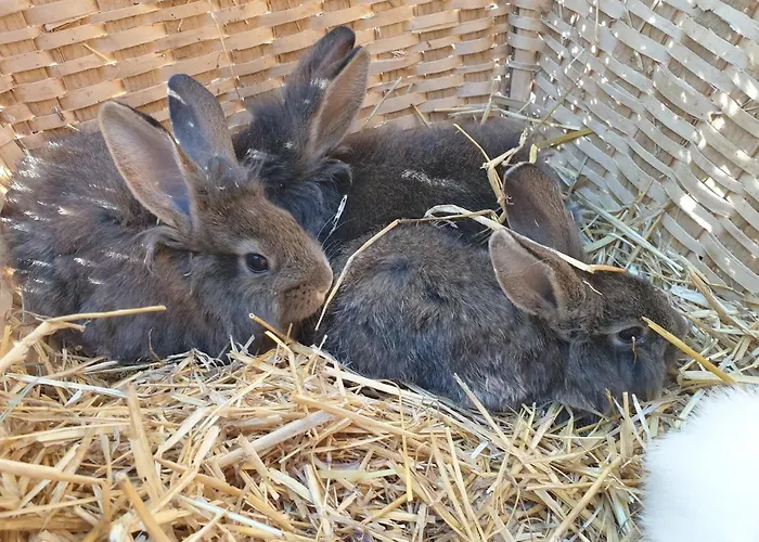 Apartament Bauernhof Juri