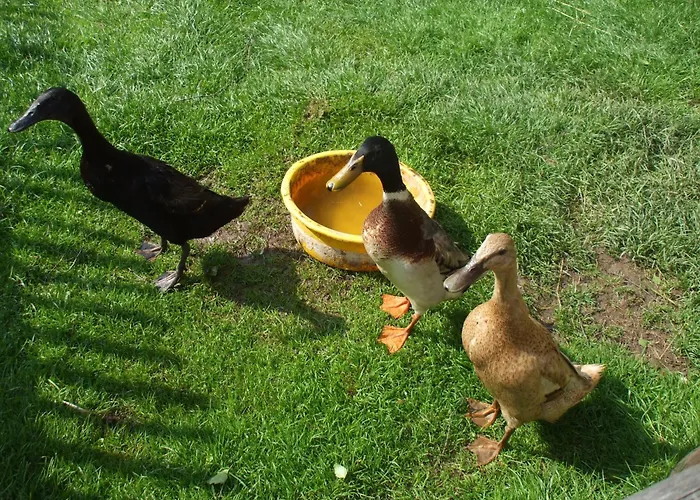 Apartament Bauernhof Juri Obergösel